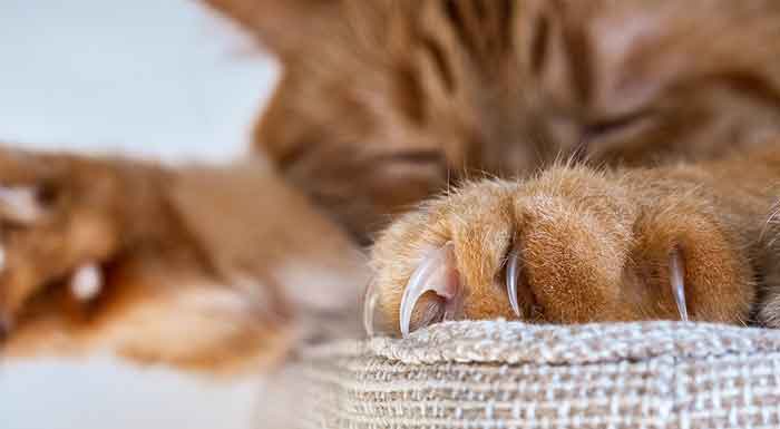 Catégorie pour les chats