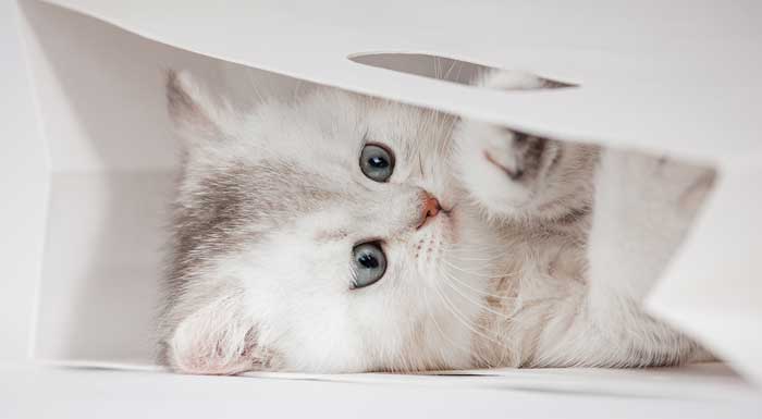 Jouet pour chat : le guide d'achat