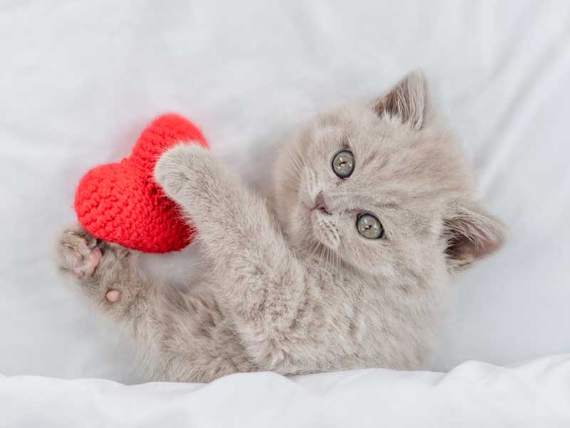 Wonderful Cats, cadeau chat et accessoires pour chat