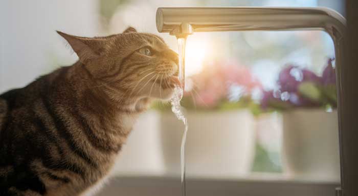 Fontaine à eau chat : le guide complet