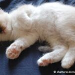 Elevage de Sacrée de Birmanie en Vendée : Chatterie du Domaine Céleste