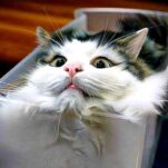Le chat est-il liquide ?